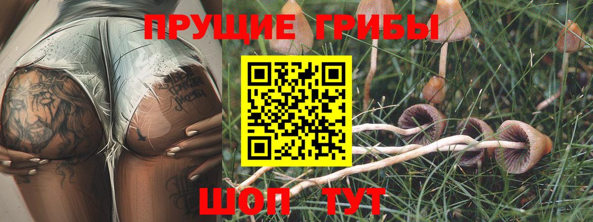 Галлюциногенные грибы Cubensis Лабинск
